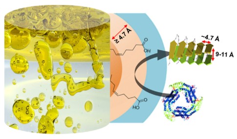 Inhibiting and catalysing amyloid fibrillation at dynamic lipid interfaces Xiangsheng Han, Xiaochen Wu, Lili Lv, Chaoxu Li, Journal of colloid and interface science, 2019, 543, 256-262