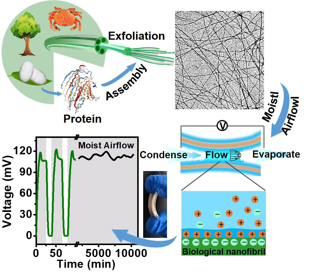 Biological Nanofibrous Generator for Electricity Harvest from Moist Air Flow, M Li, L Zong, W Yang, X Li, J You, X Wu, Z Li, C Li, Advanced Functional Materials, 2019, 1901798