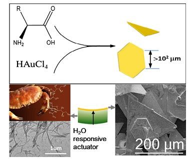 Single-crystal Au microflakes modulated by amino acids and their sensing and catalytic properties.Li, M., Wu, X., Zhou, J., Kong, Q., & Li, C. (2016). Journal of colloid and interface science, 467, 115-120.