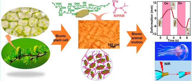 Activation of Actuating Hydrogels with WS2 Nanosheets for Biomimetic Cellular Structures and Steerable Prompt Deformation. Zong, L., Li, X., Han, X., Lv, L., Li, M., You, J., & Li, C. (2017). ACS applied materials & interfaces, 9(37), 32280-32289.