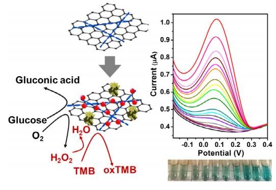 Amyloid-graphene oxide as immobilization platform of Au nanocatalysts and enzymes for improved glucose-sensing activity. Wu, X., Li, M., Li, Z., Lv, L., Zhang, Y., & Li, C. (2017). Journal of colloid and interface science, 490, 336-342.