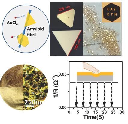 Macroscopic Single-Crystal Gold Microflakes and Their Devices. Zhou, J., Saha, A., Adamcik, J., Hu, H., Kong, Q., Li, C., & Mezzenga, R. (2015). Advanced Materials, 27(11), 1945-1950.
