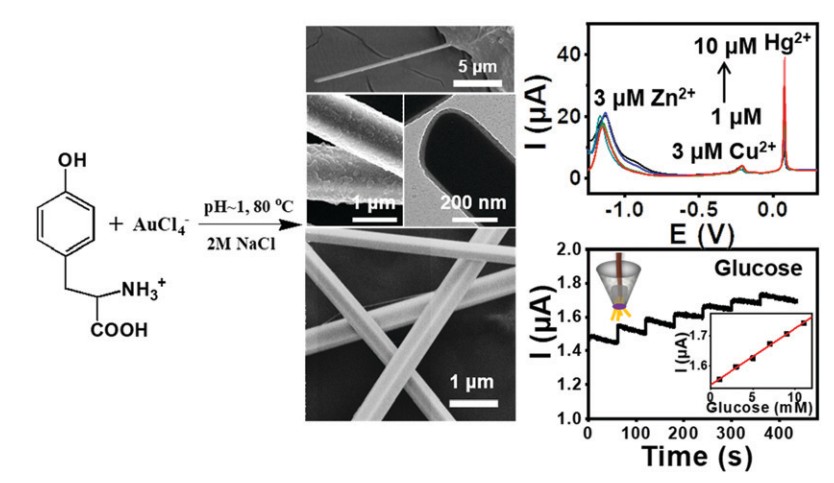 The synthesis of high-aspect-ratio Au microwires with a biomolecule for electrochemical sensing. Chemical Communication L. Lv, X. Han, X. Wu,* and Chaoxu Li*. DOI: 10.1039/c9cc06523g