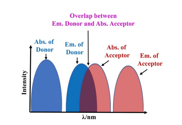 Recent Advances in Ternary Organic Solar Cells Based on Förster Resonance Energy Transfer,Solar RRL,2021,Ting Wang, Xunchang Wang, Renqiang Yang, Chaoxu Li,DOI:10.1002/solr.202100496